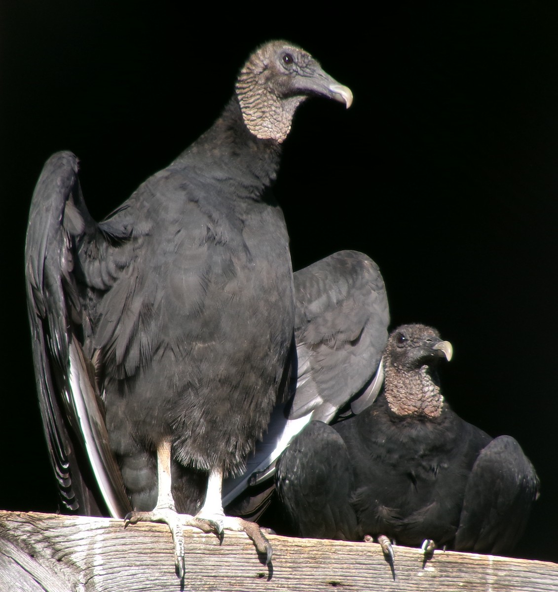 Black Vulture - ML645334170