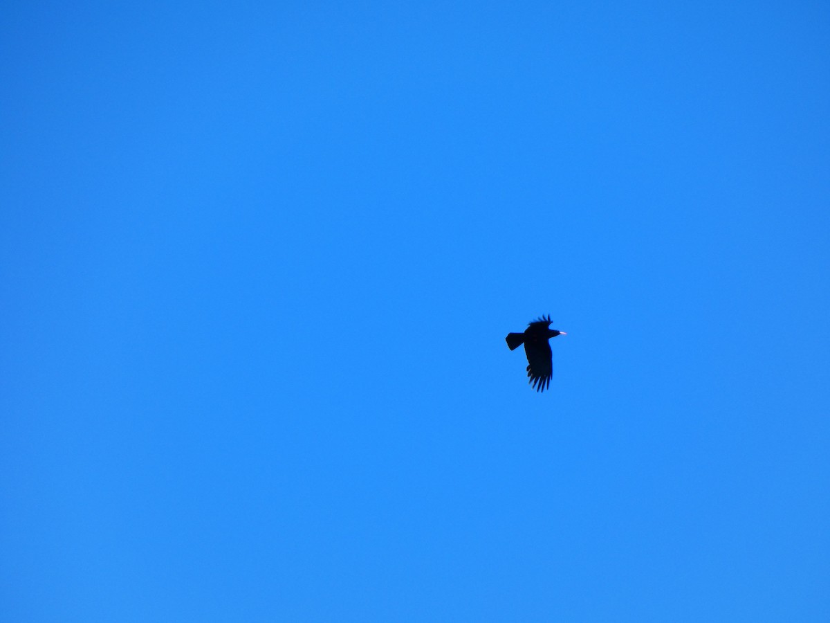 ベニハシガラス - ML645334174