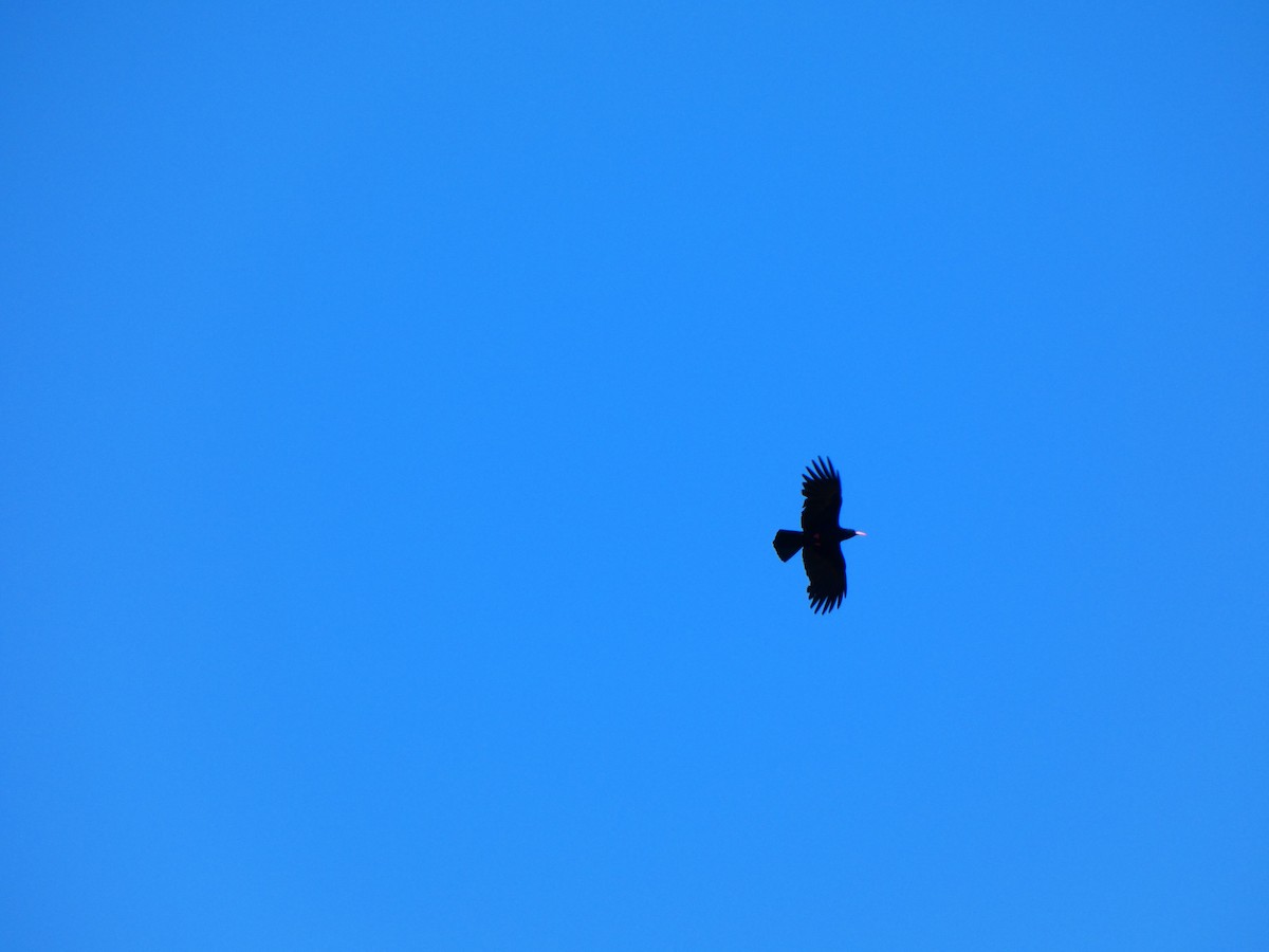 ベニハシガラス - ML645334175