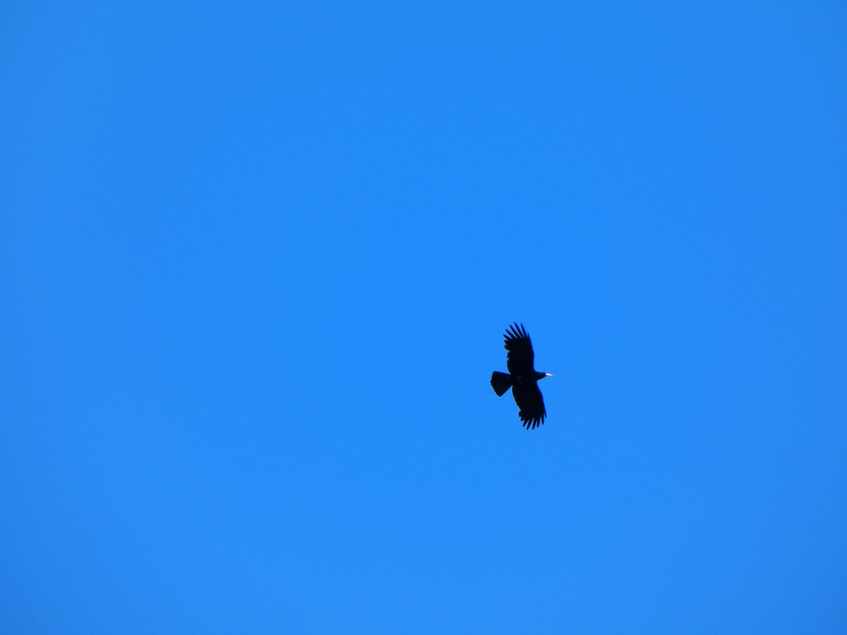 ベニハシガラス - ML645334176