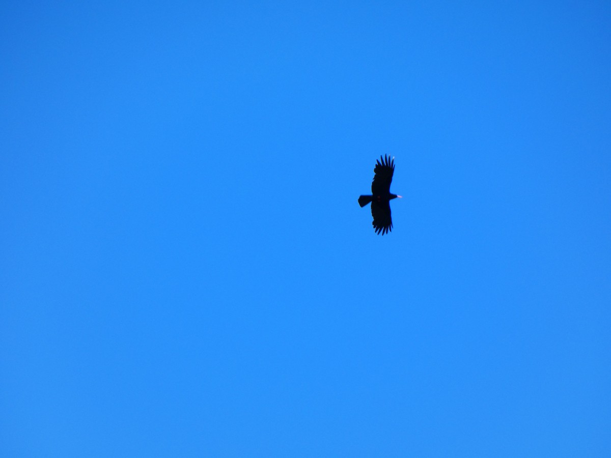 ベニハシガラス - ML645334177