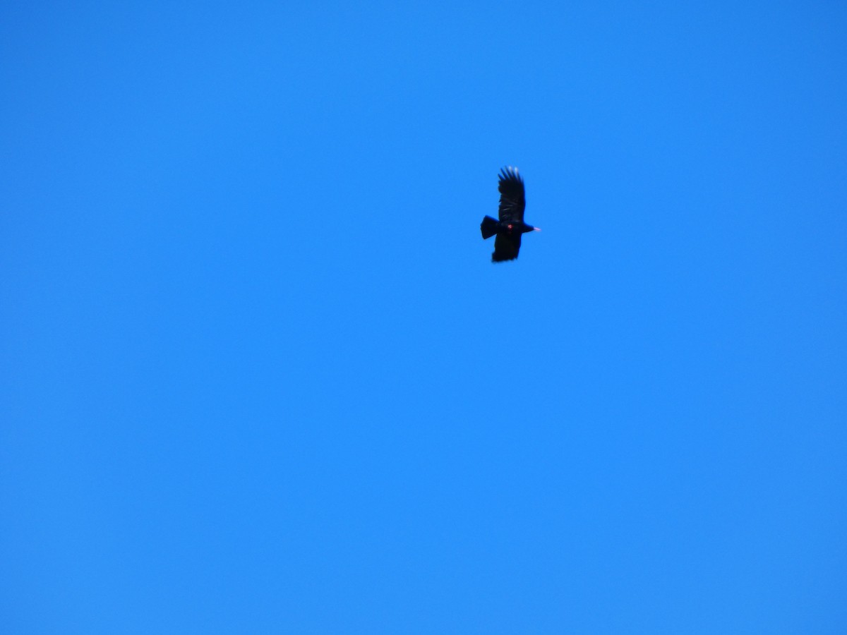 ベニハシガラス - ML645334179