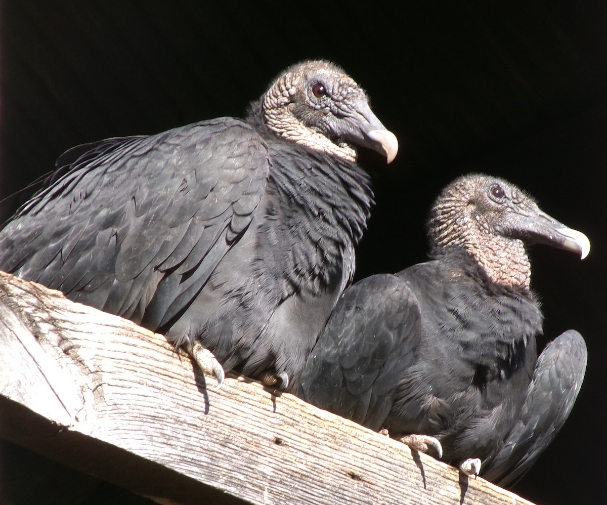 Black Vulture - ML645334186