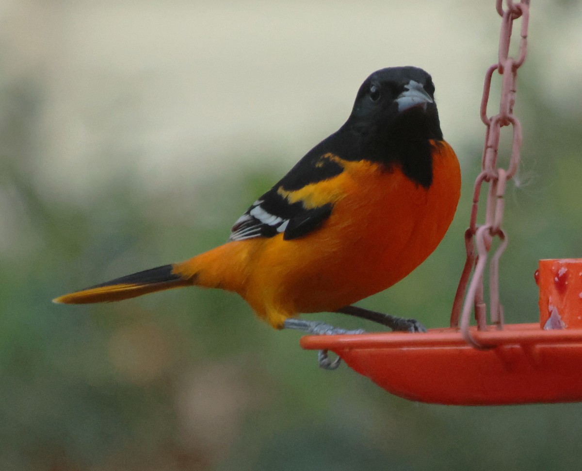 Балтиморский трупиал - ML645334193