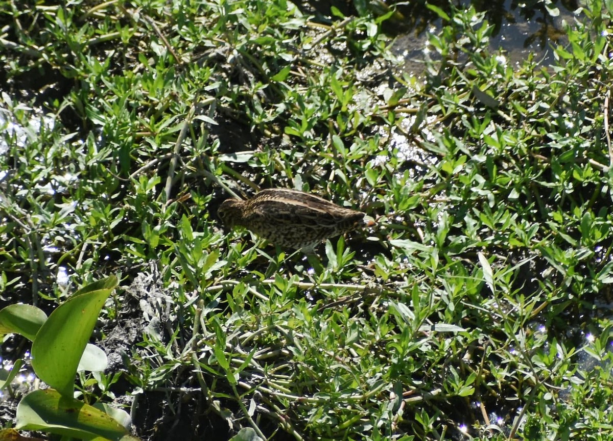 ハリオシギ - ML645334196