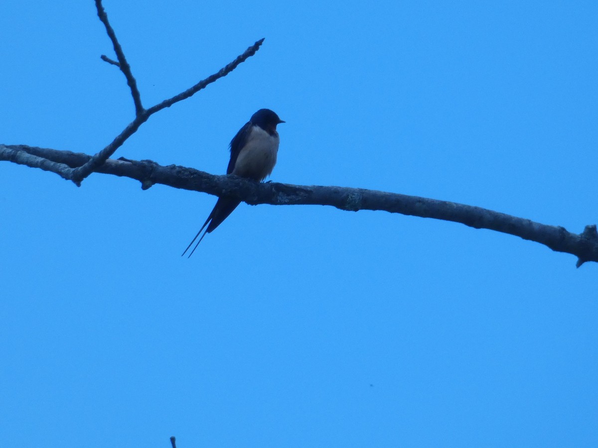 Ластівка сільська - ML645334218