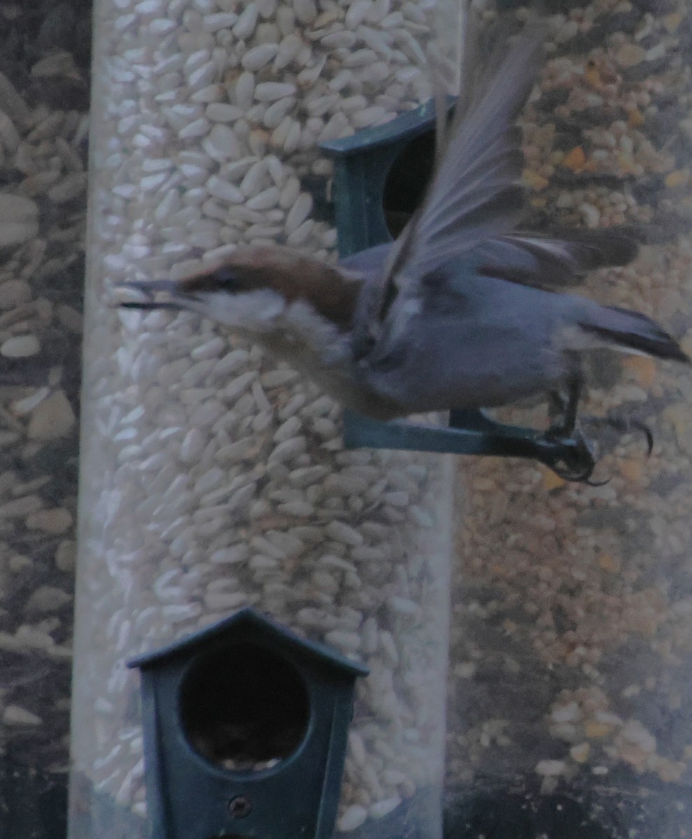 brhlík hnědohlavý - ML645334222