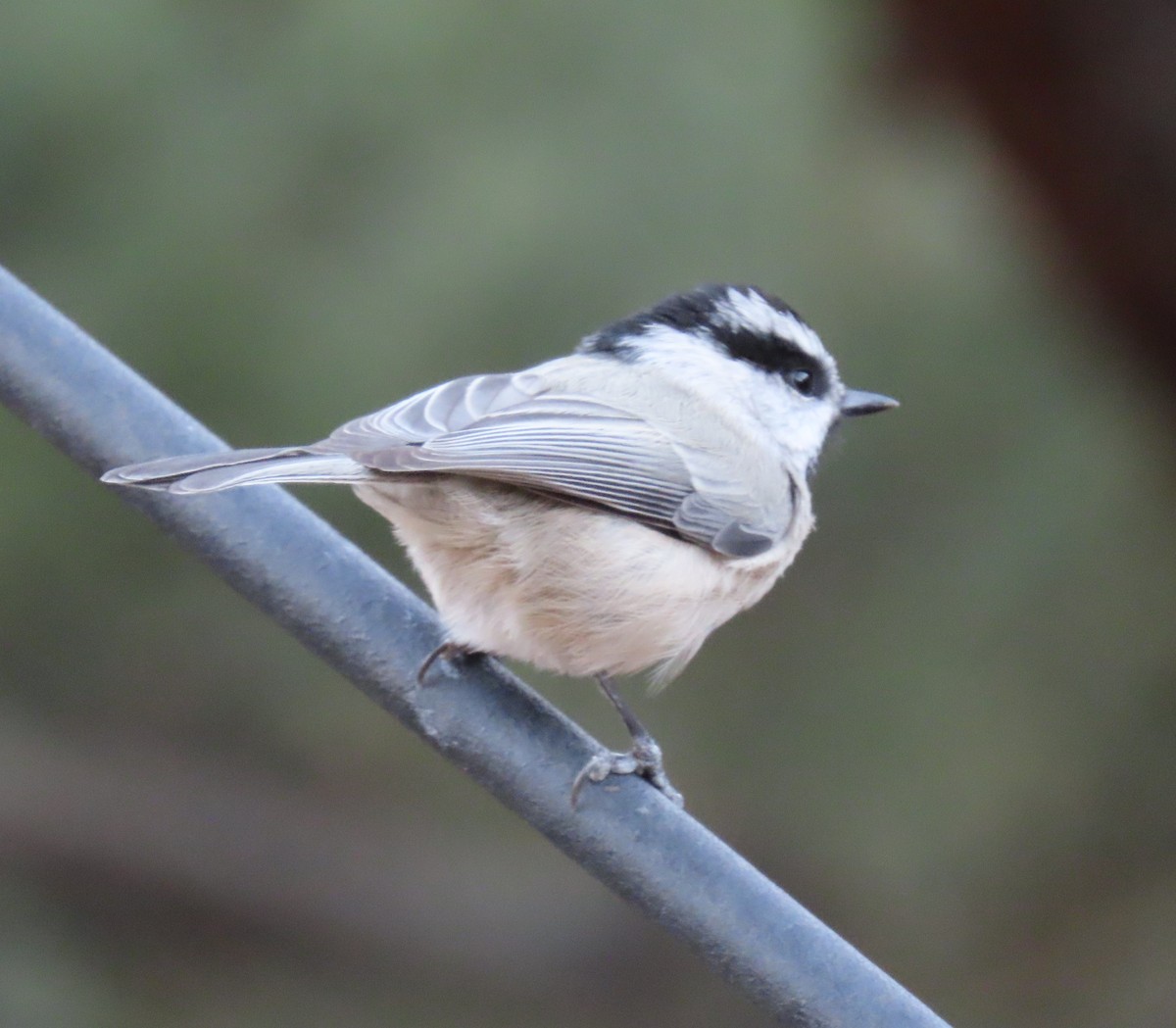 Mountain Chickadee - ML645334231