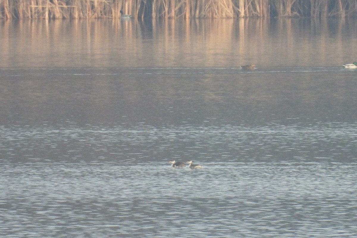 Буурал шунгуур - ML645334235