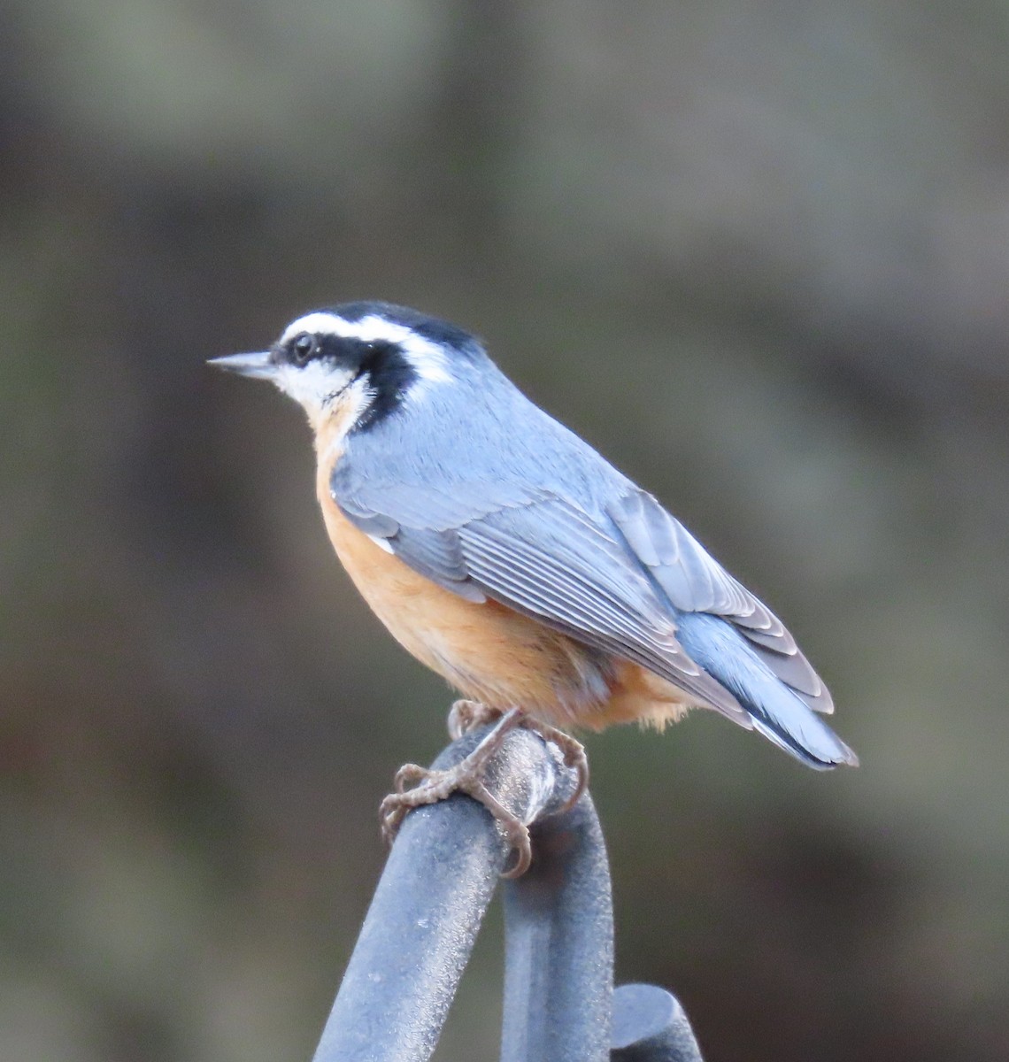Red-breasted Nuthatch - ML645334236