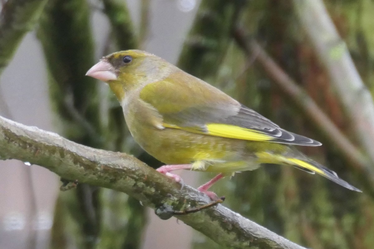 European Greenfinch - ML645334242