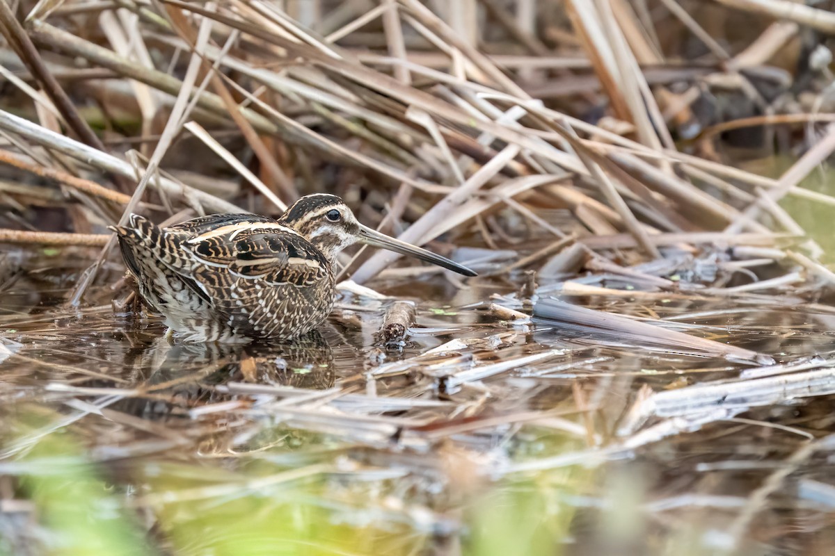 Common Snipe - ML645334247