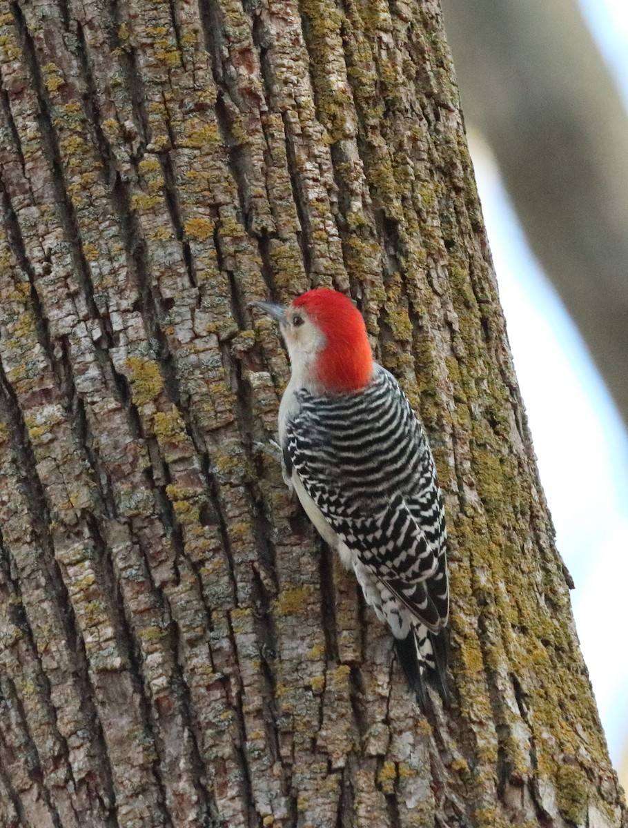 Red-bellied Woodpecker - ML645334260