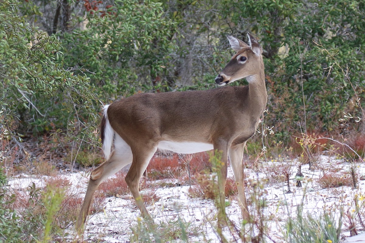 White-tailed Deer - ML645334262