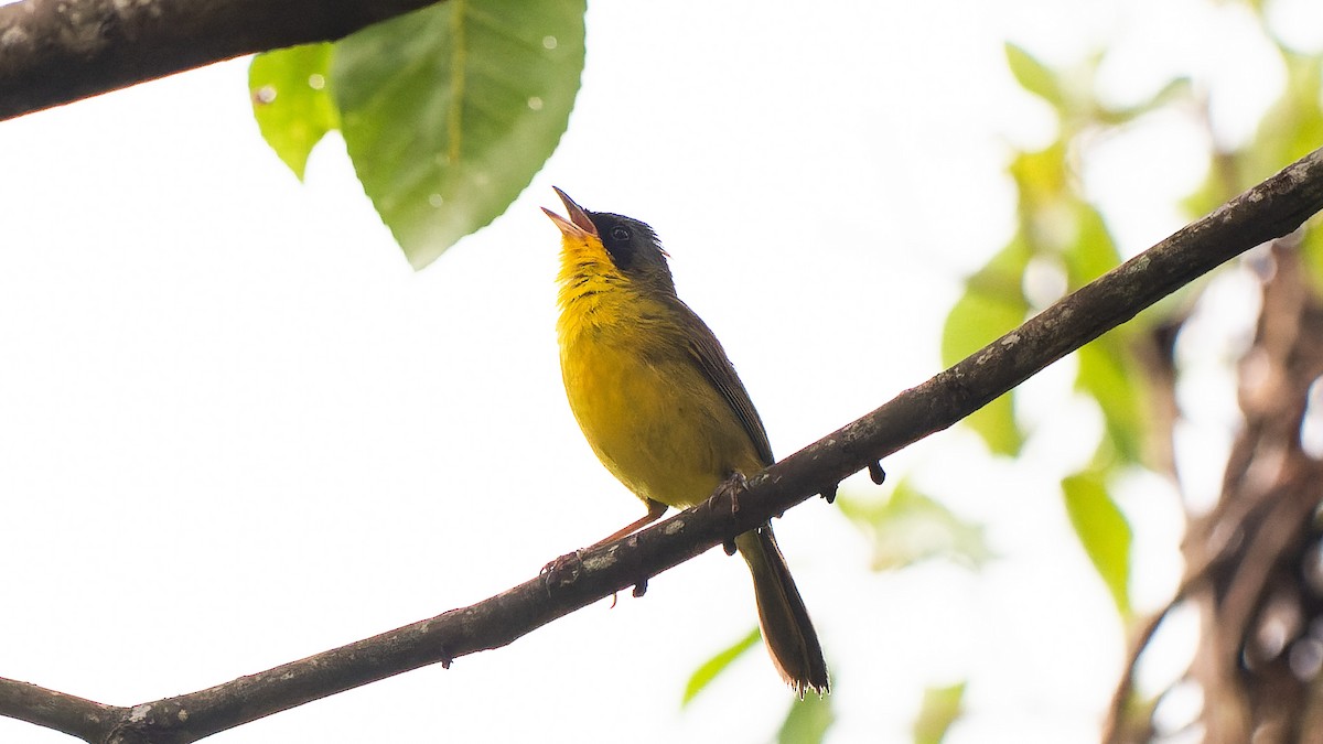 Paruline voilée - ML645334266