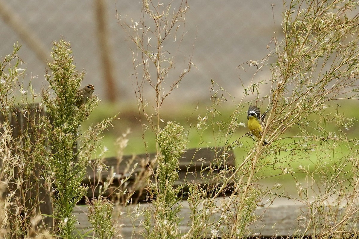 Lesser Goldfinch - ML645334267