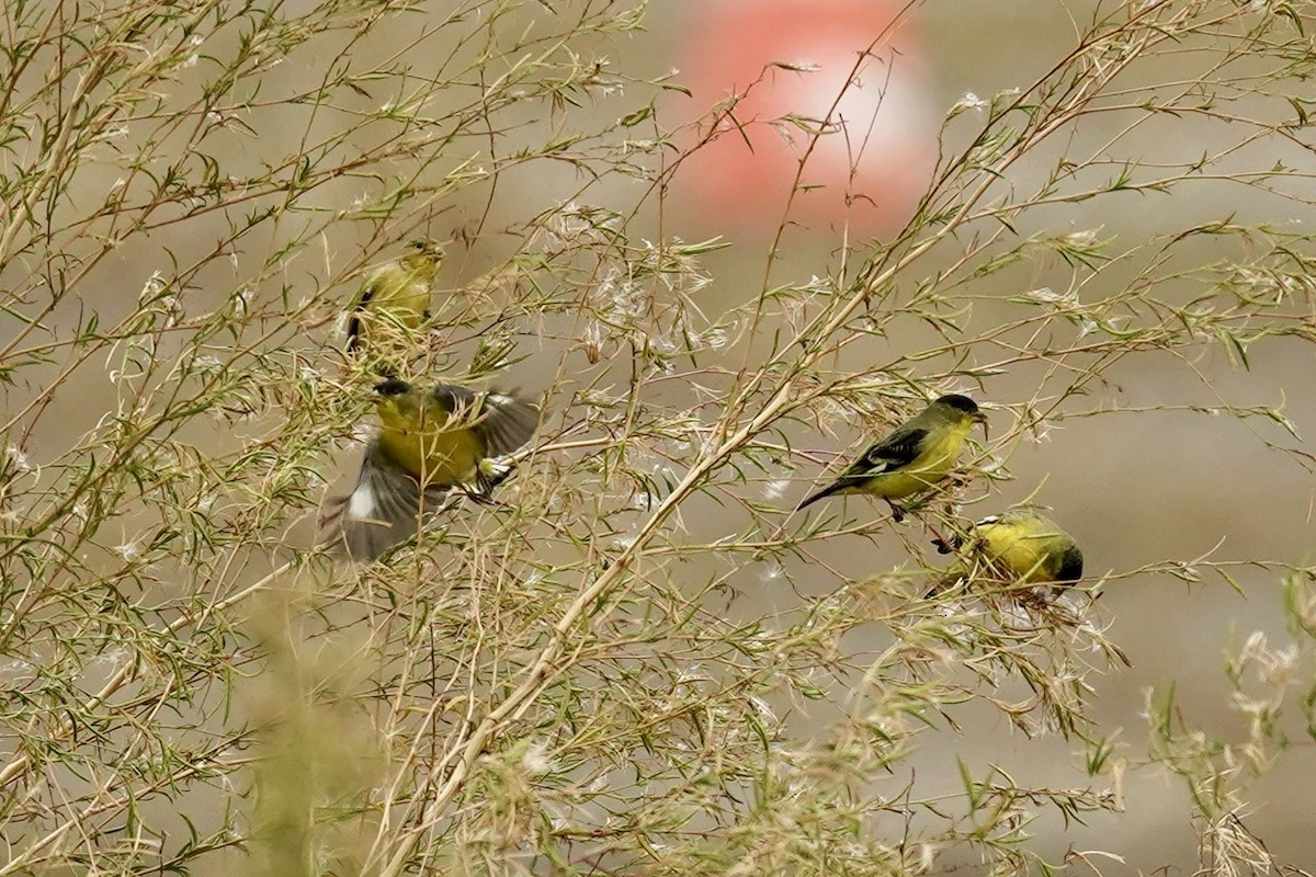 Lesser Goldfinch - ML645334268