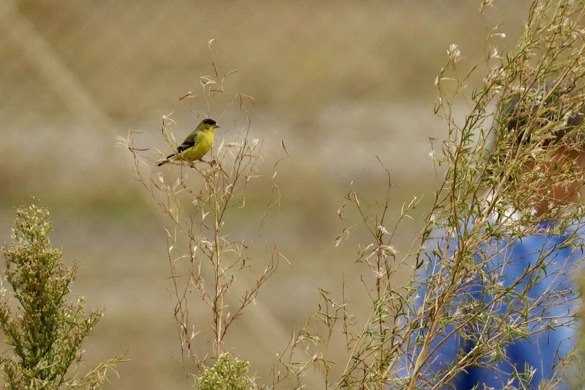 Lesser Goldfinch - ML645334269