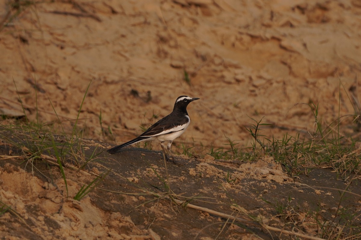 Bergeronnette indienne - ML645334271