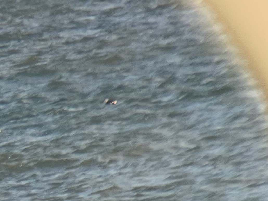 King Eider - ML645334272