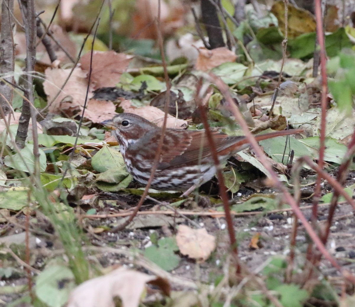 Fox Sparrow - ML645334278