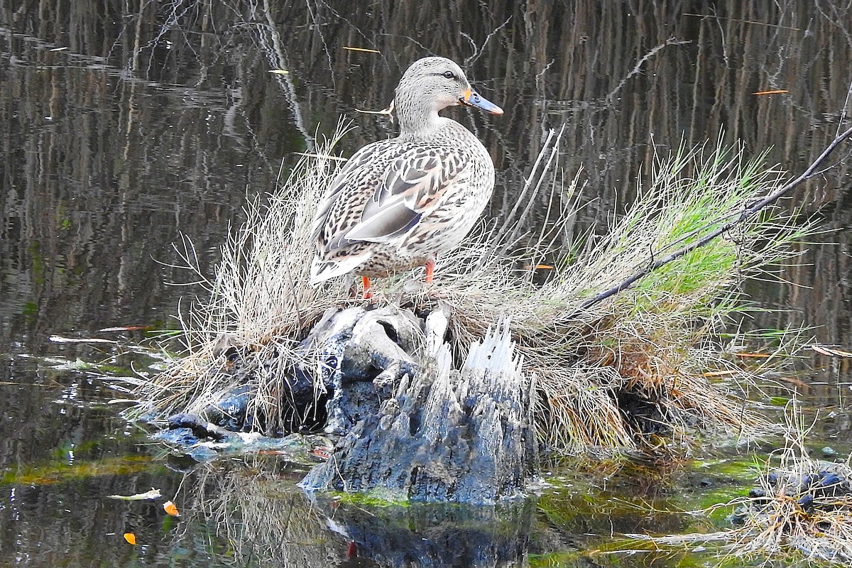 Stockente - ML645334298