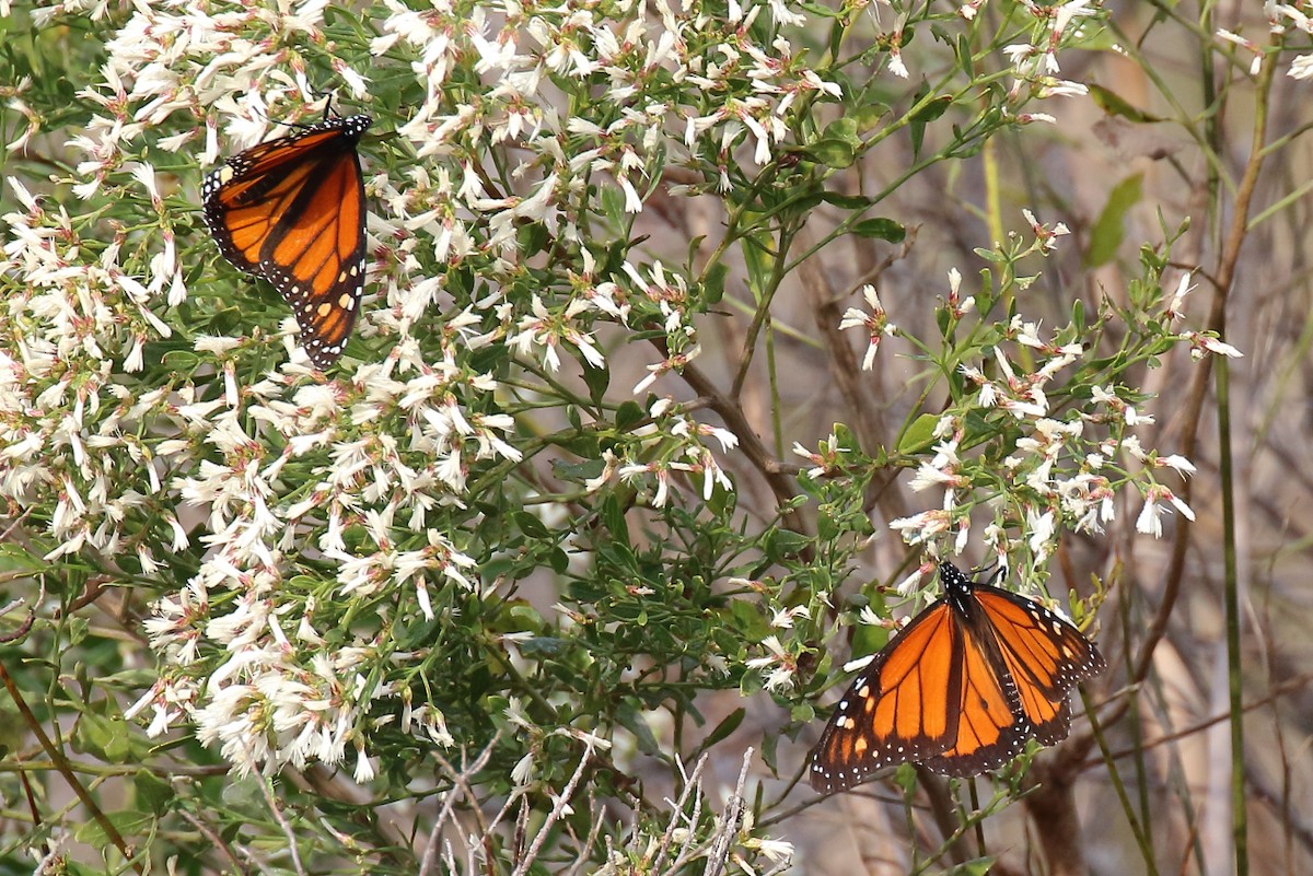 Migratory Monarch - ML645334301