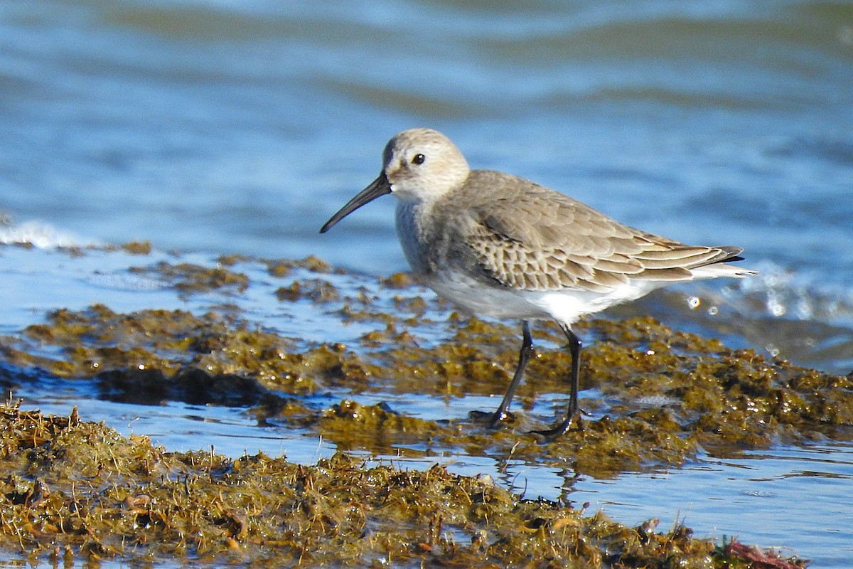 Alpenstrandläufer - ML645334309