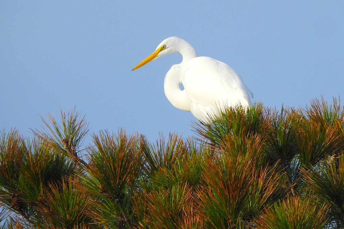 Silberreiher - ML645334320