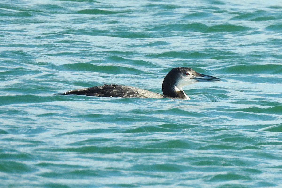 Eistaucher - ML645334326