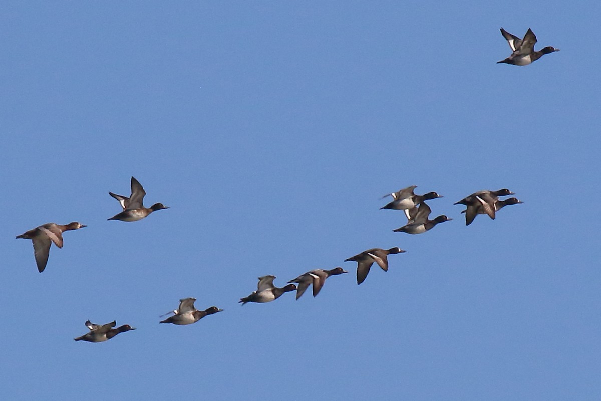 Lesser Scaup - ML645334342