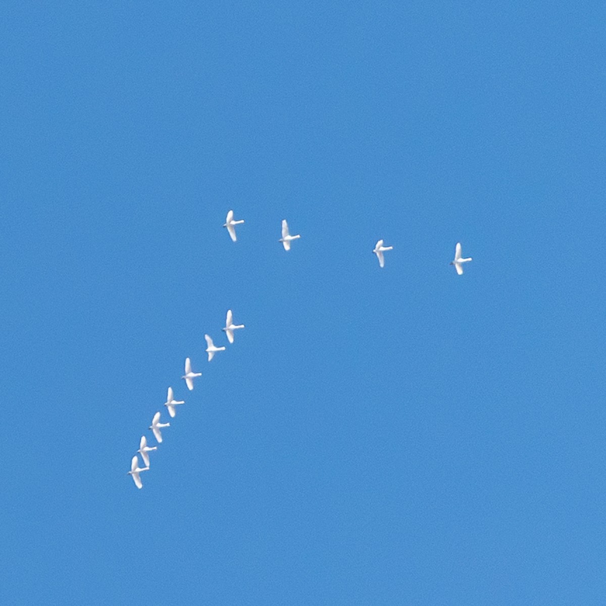 Tundra Swan - ML645334349