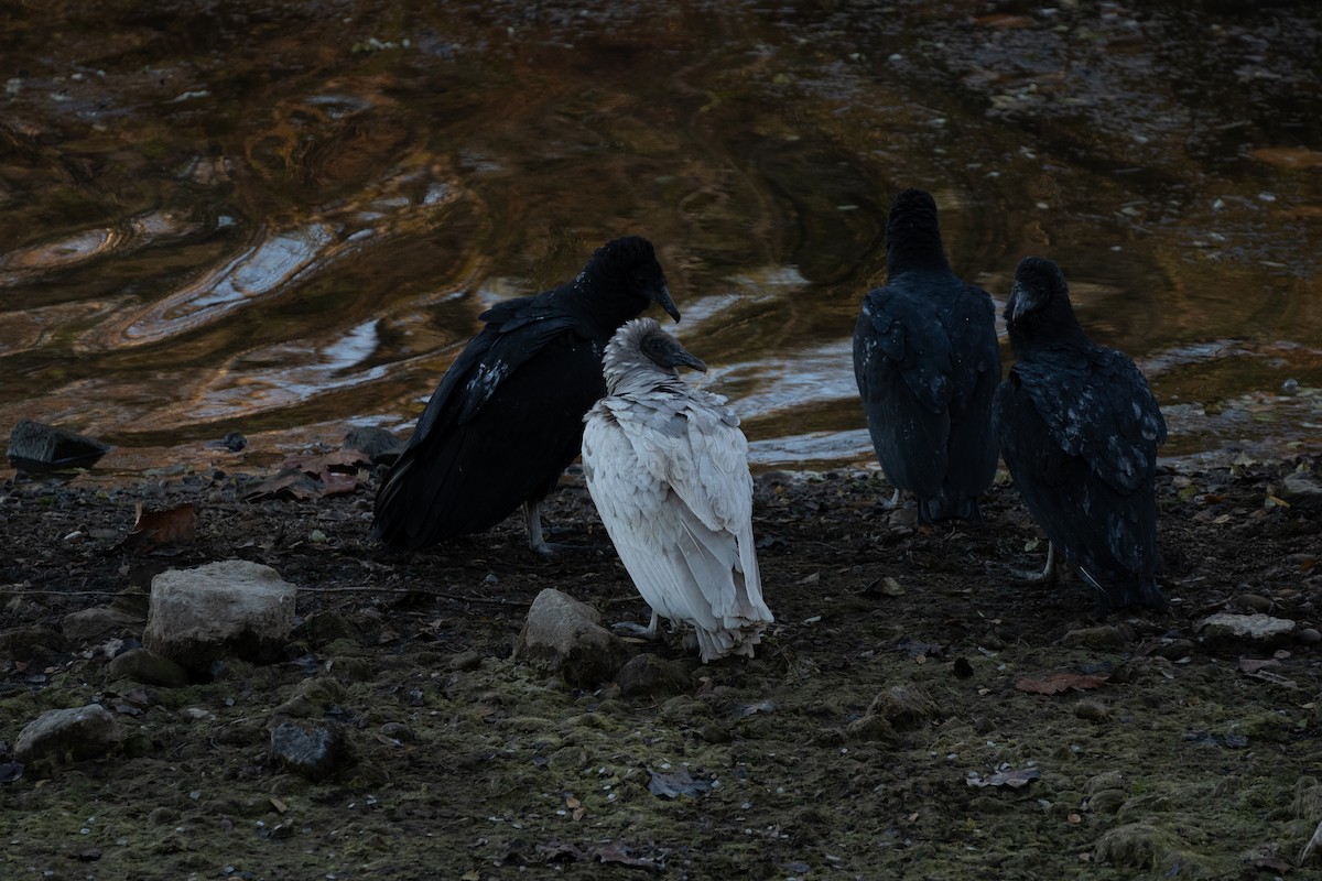 Black Vulture - ML645334355