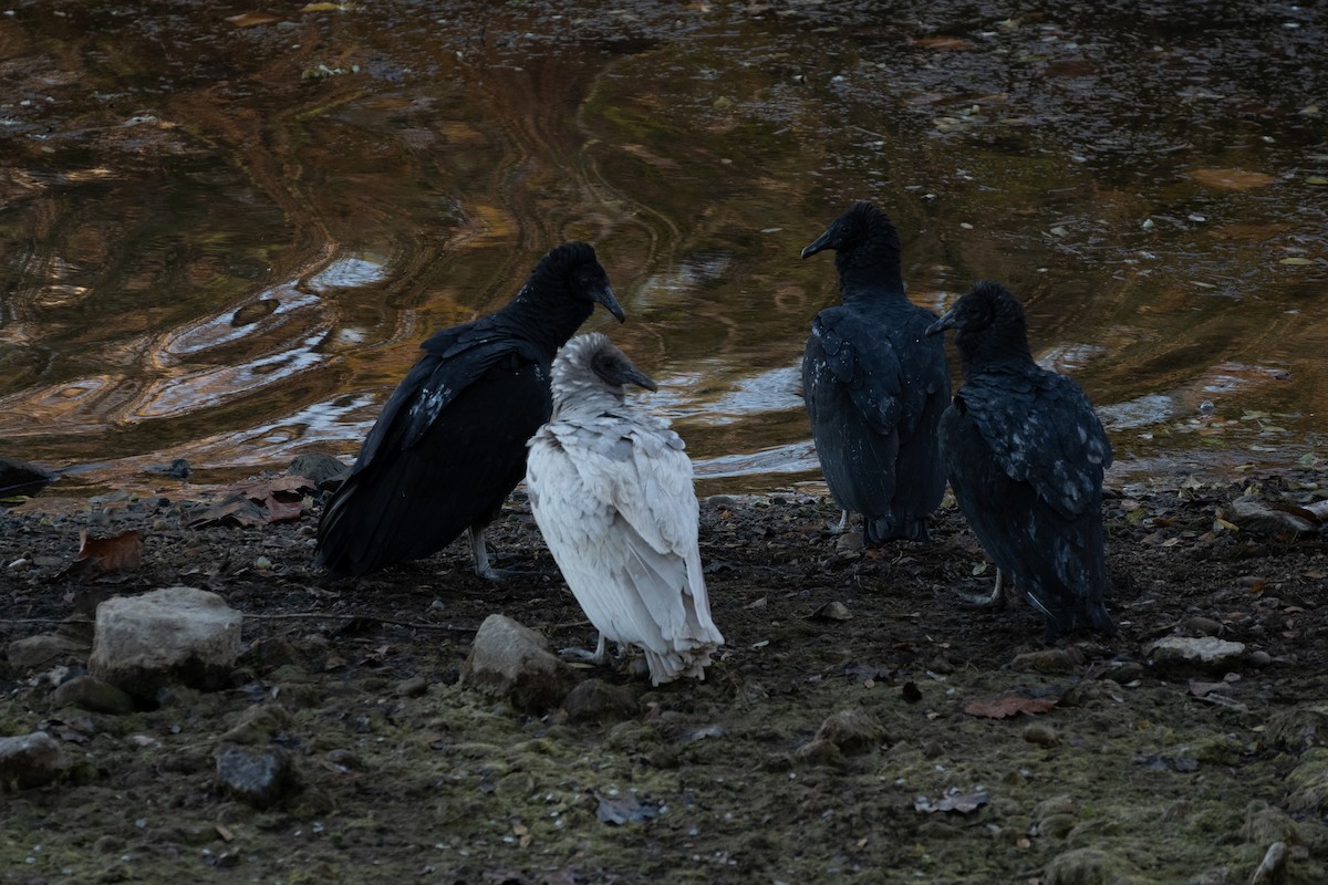 Black Vulture - ML645334356