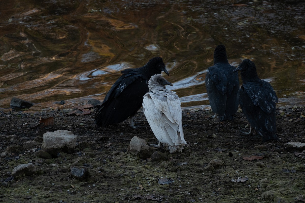 Black Vulture - ML645334358