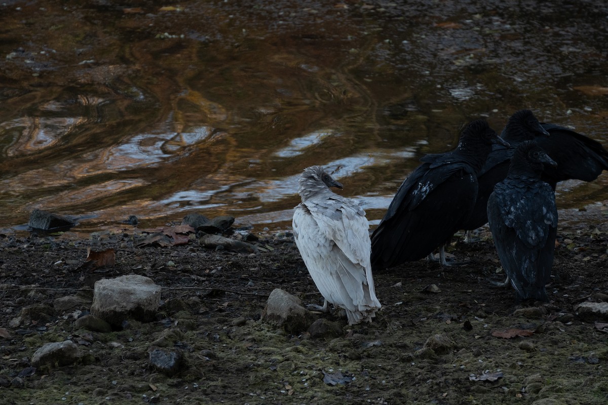 Black Vulture - ML645334359
