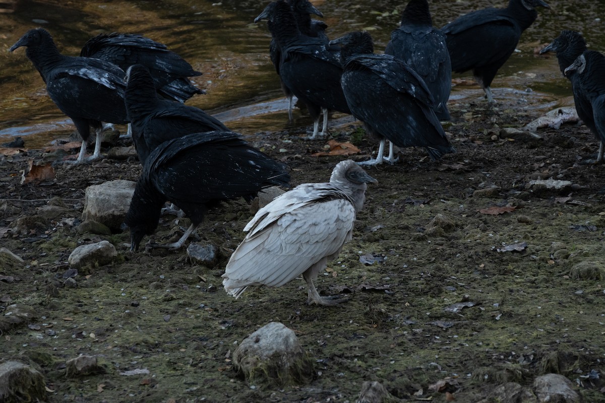 Black Vulture - ML645334361