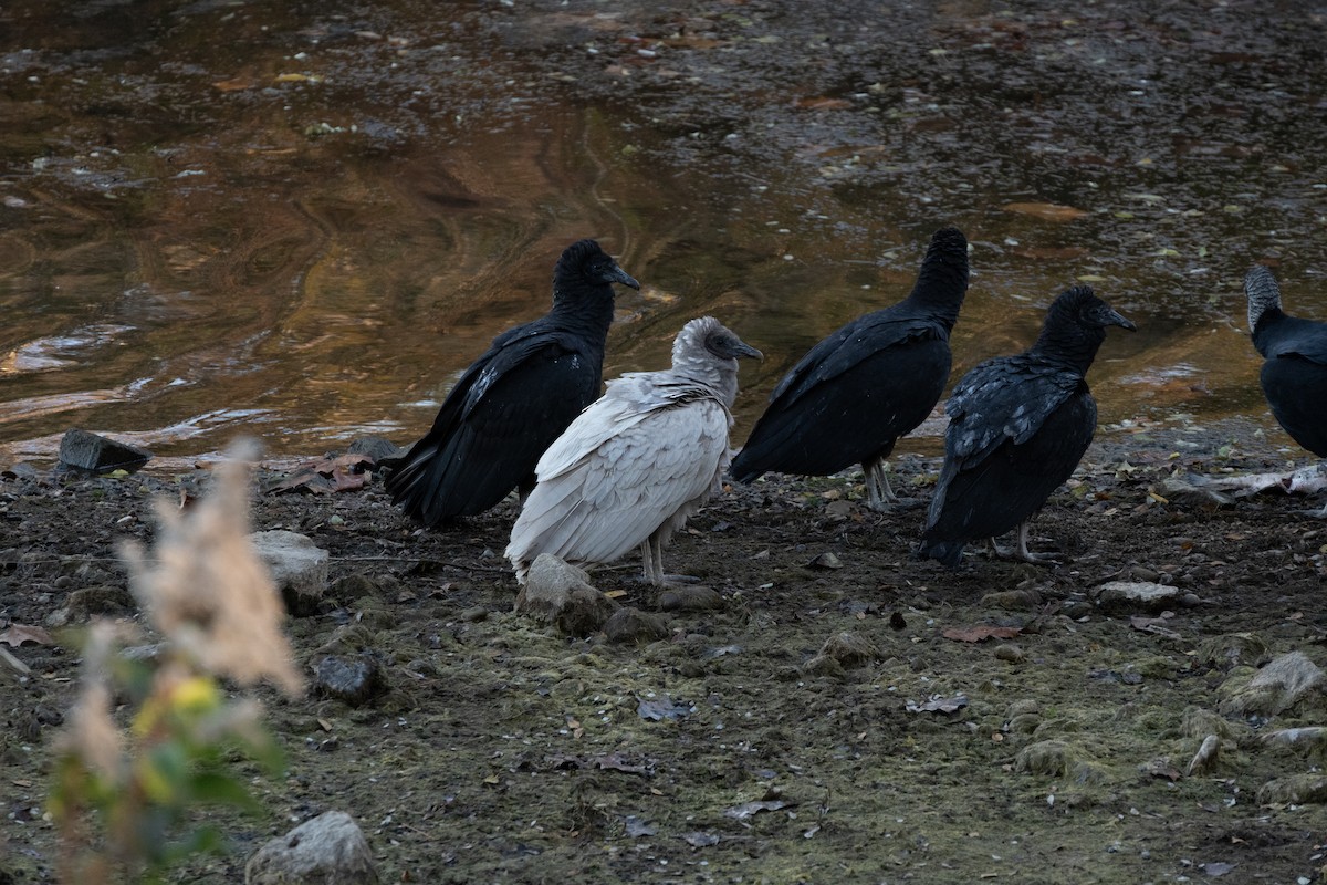 Black Vulture - ML645334364