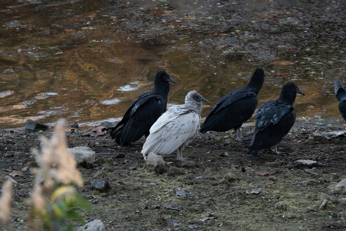 Black Vulture - ML645334365
