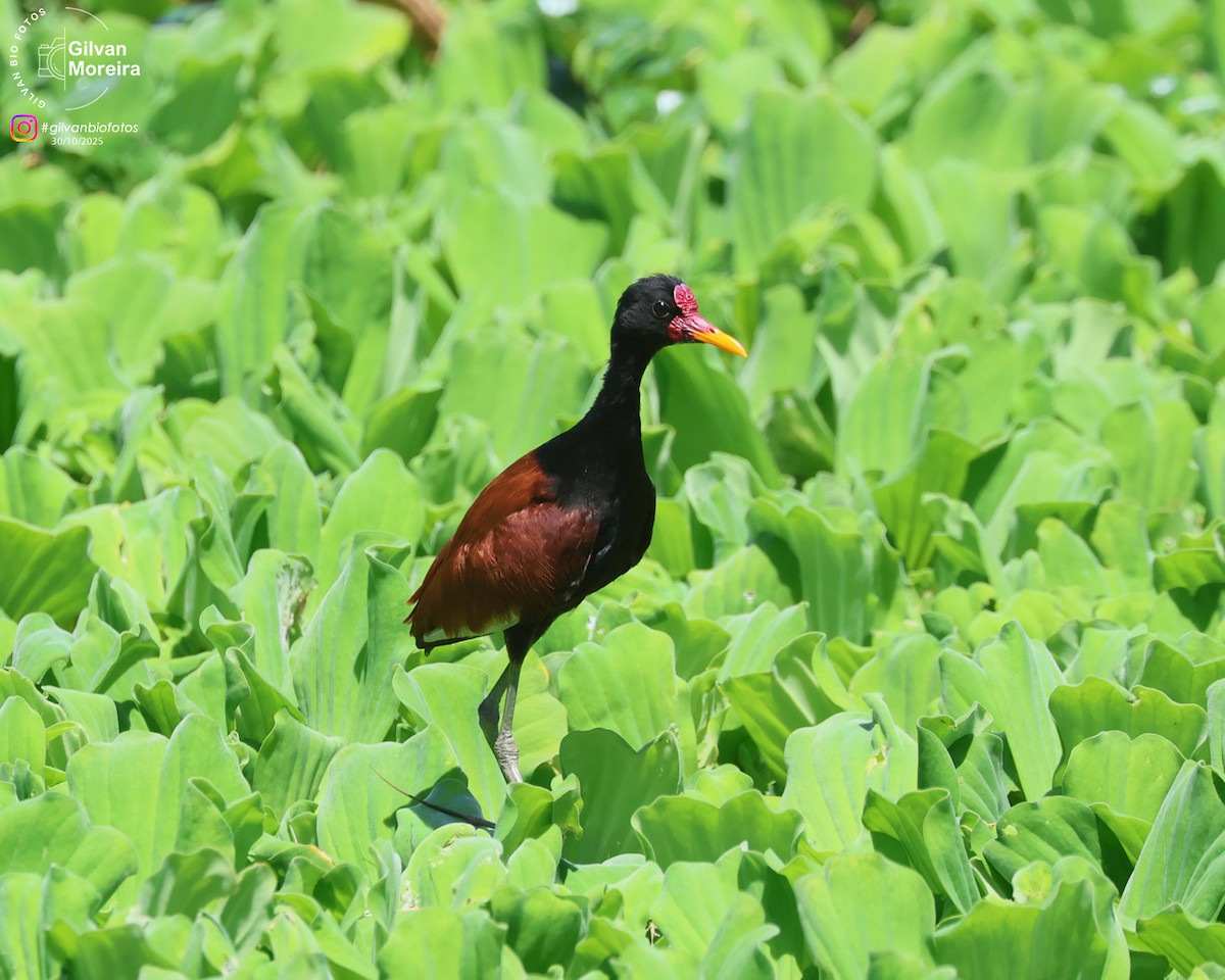 Wattled Jacana - ML645334370