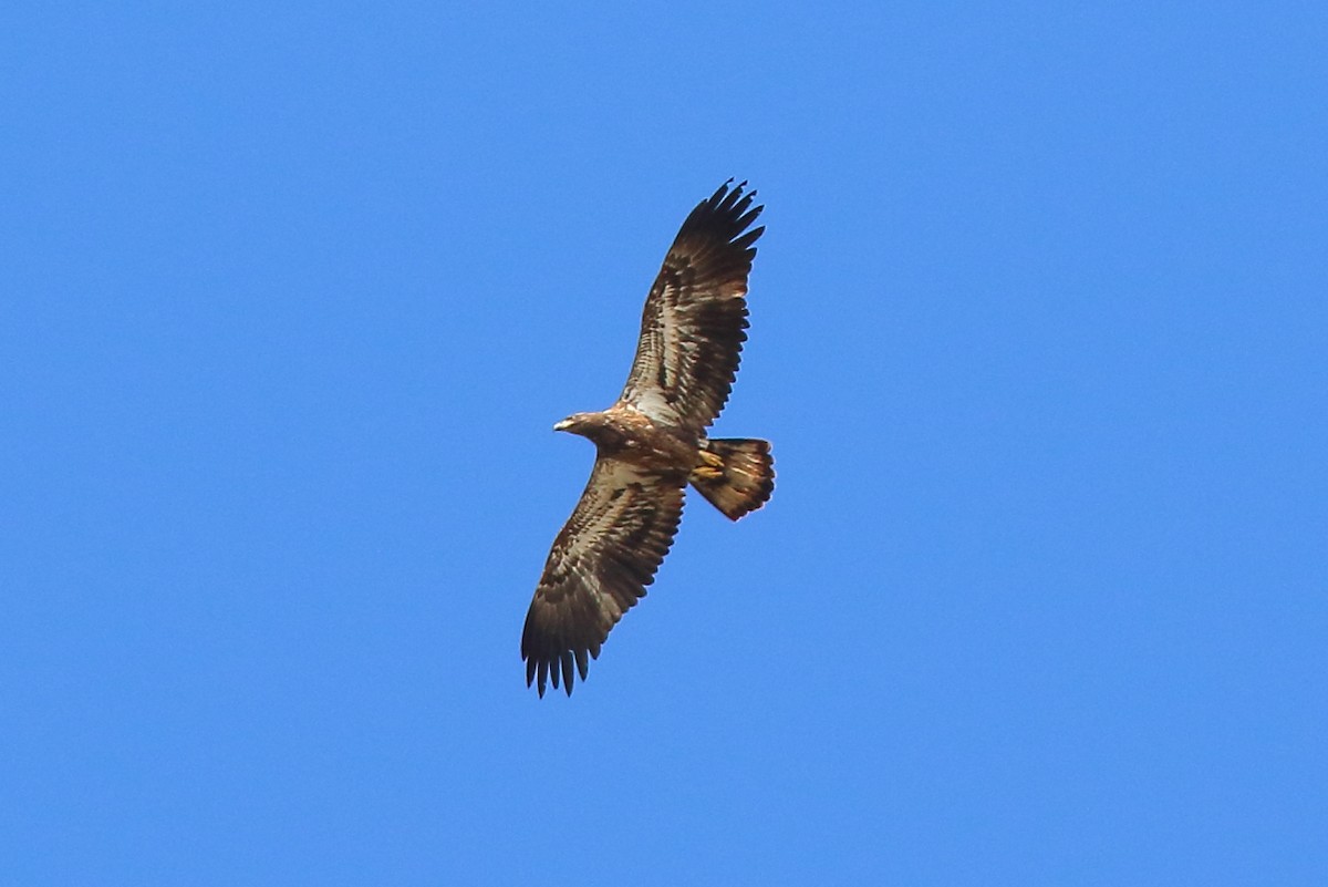 Bald Eagle - ML645334371