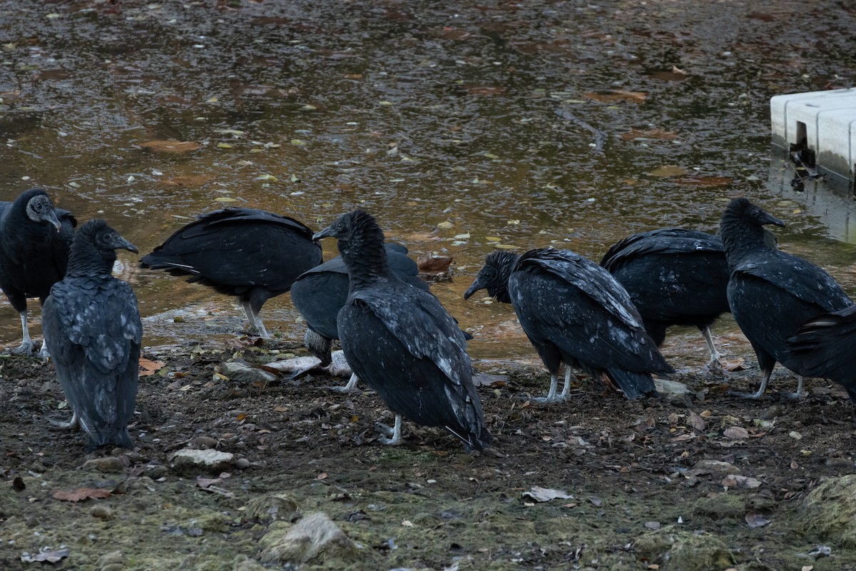 Black Vulture - ML645334372