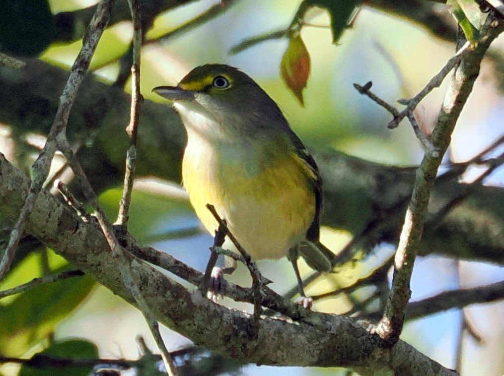 White-eyed Vireo - ML645334375