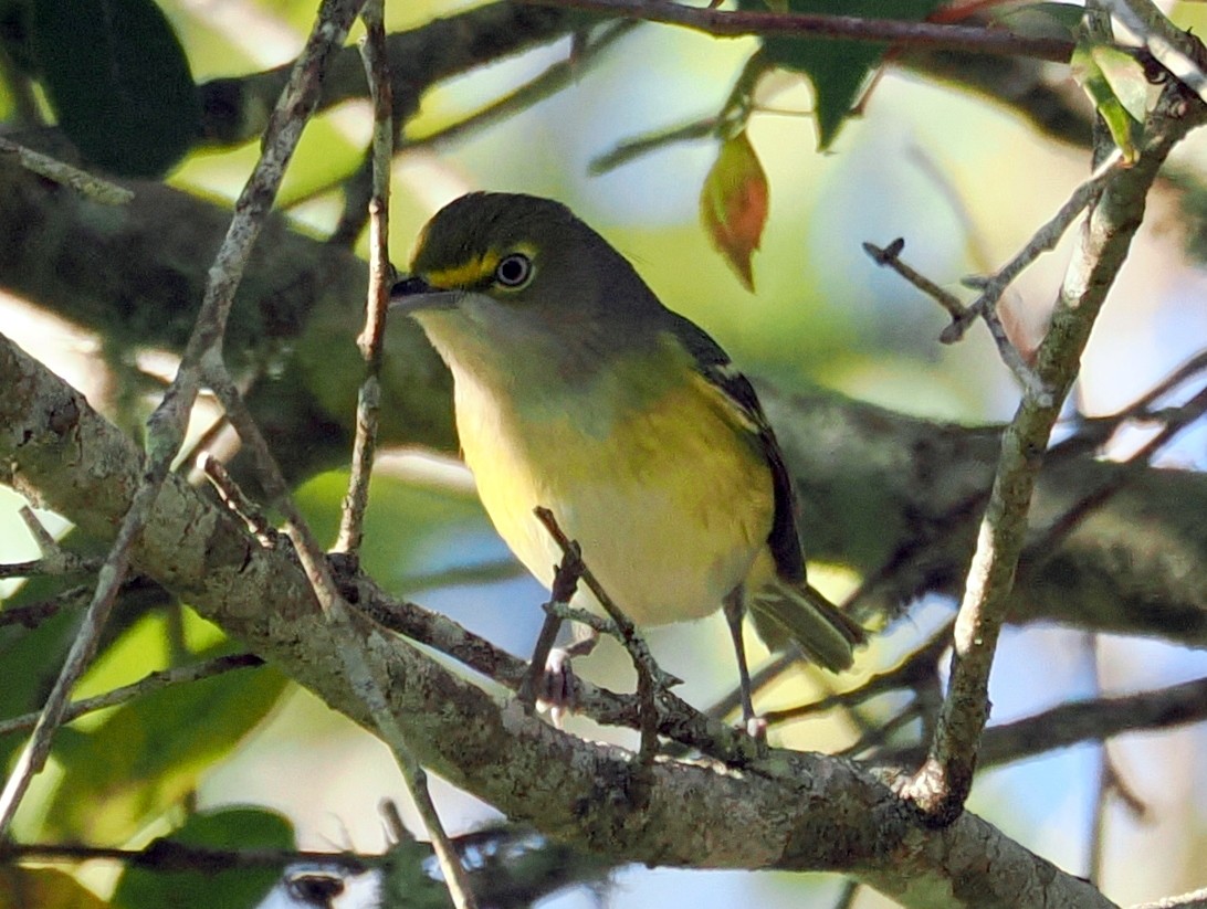 White-eyed Vireo - ML645334376