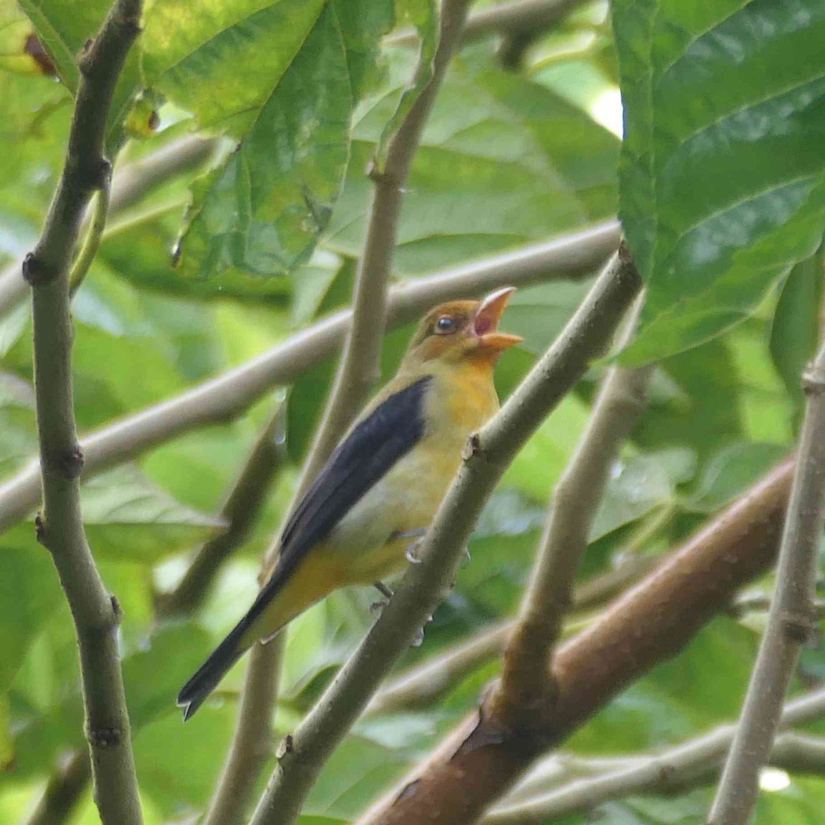 Summer/Scarlet Tanager - ML645334377