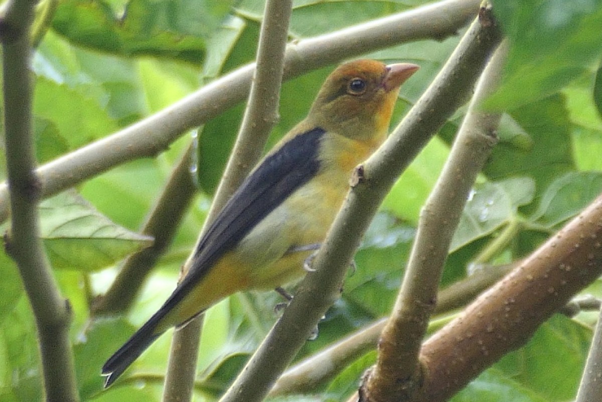 Summer/Scarlet Tanager - ML645334378