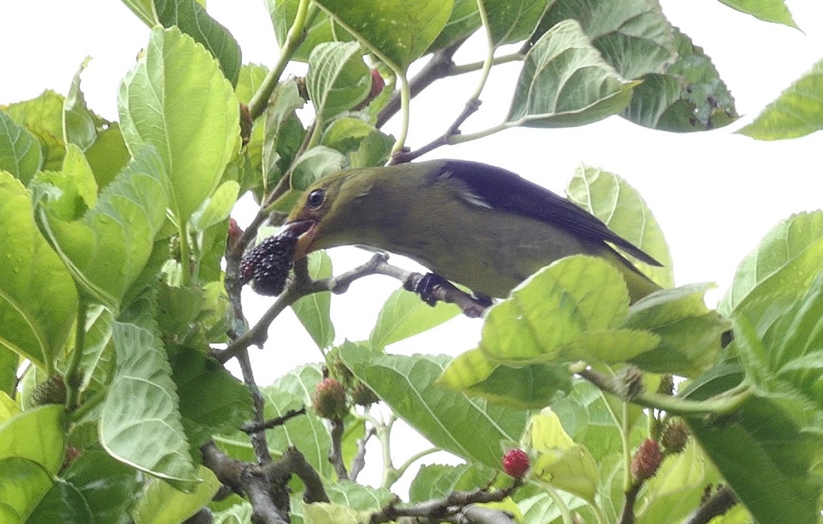 Summer/Scarlet Tanager - ML645334379