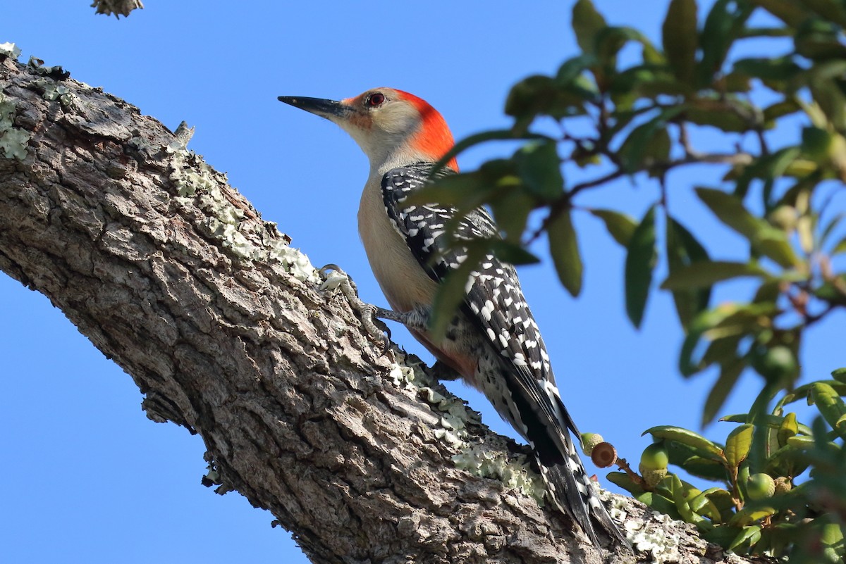 Red-bellied Woodpecker - ML645334381