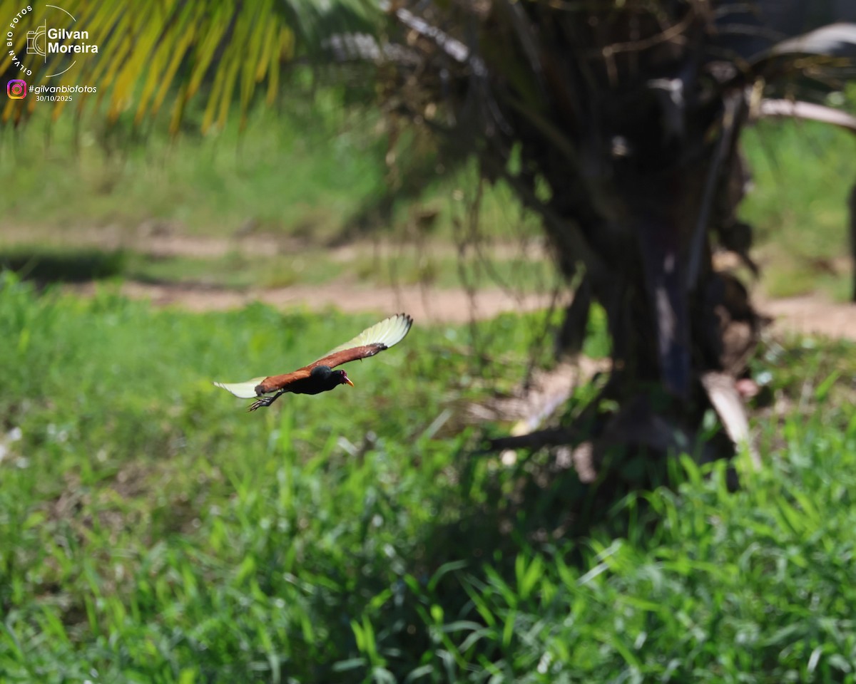 Wattled Jacana - ML645334387