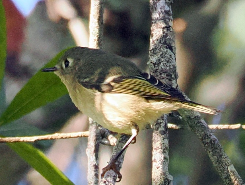 Ruby-crowned Kinglet - ML645334400